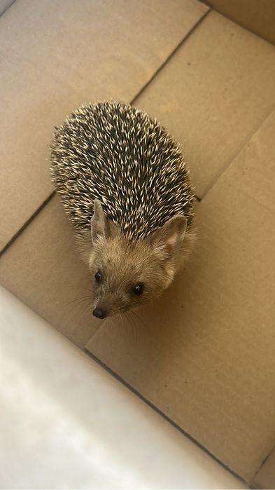 Ежик ёжик молодой