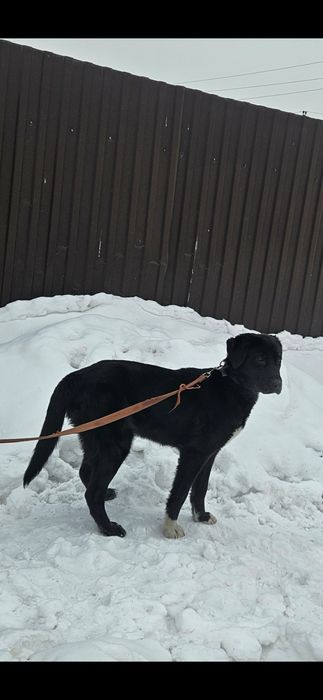 Отдам щенка 8 месяцев, помесь лабрадор