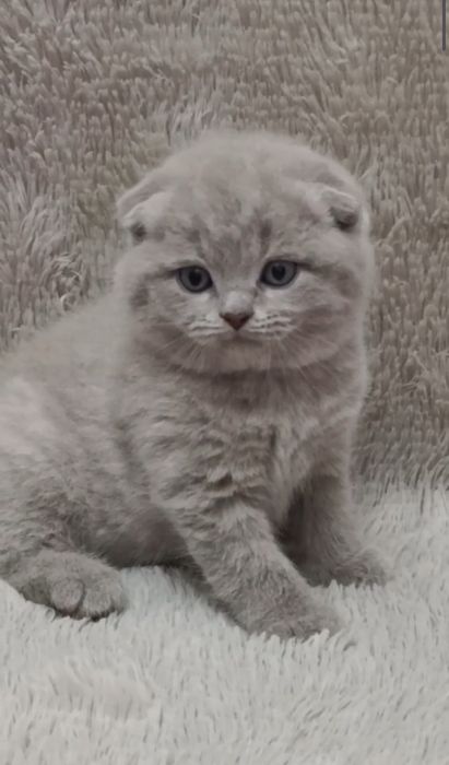 Продаётся скоттиш фолд