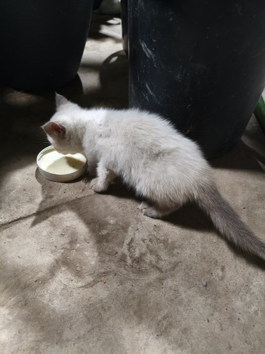 Котенок  белый хороший