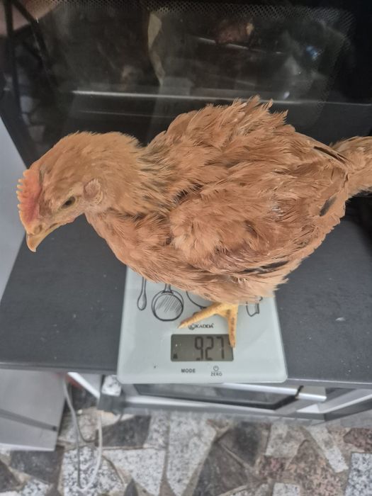 Vând pui albi de carne și pui rasă mixtă