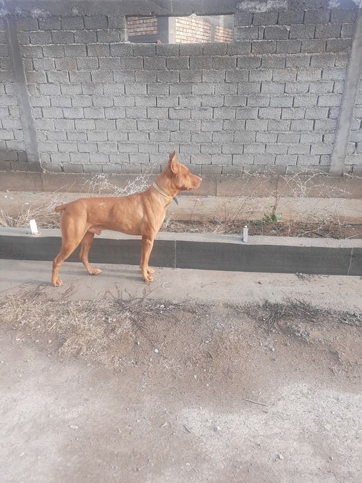 Доберман тоза зот сотилади