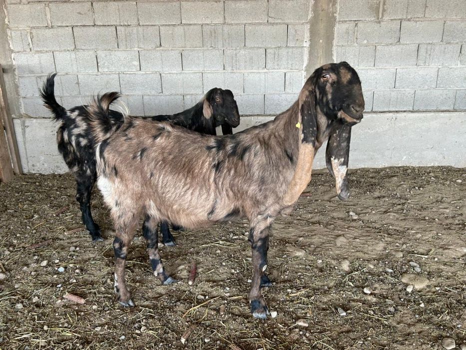 Продаются козы Камори