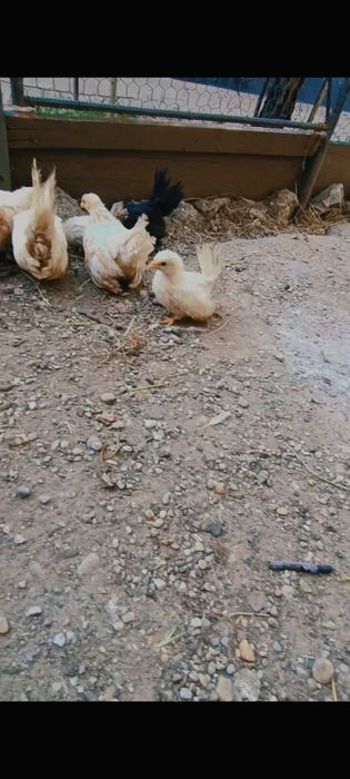 Chabo pui și maturi de vânzare