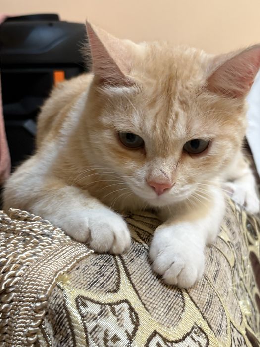 Рыжый домашний кот