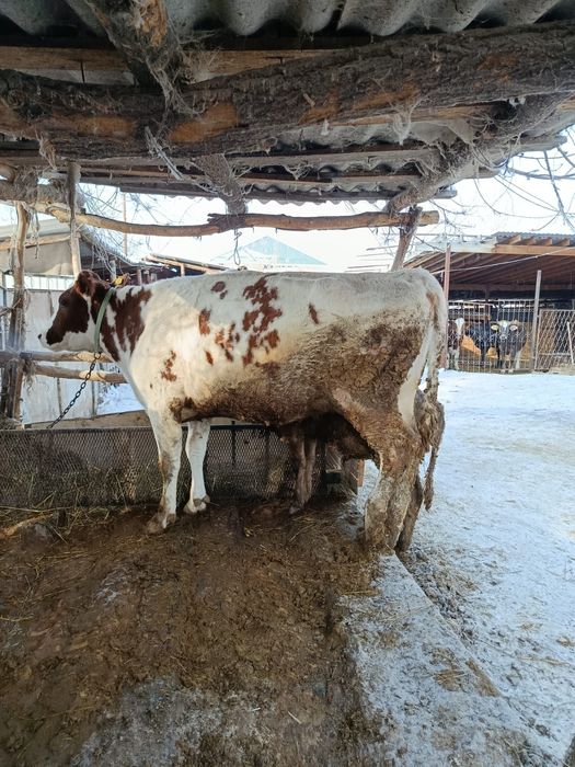 Корова на мясо продам