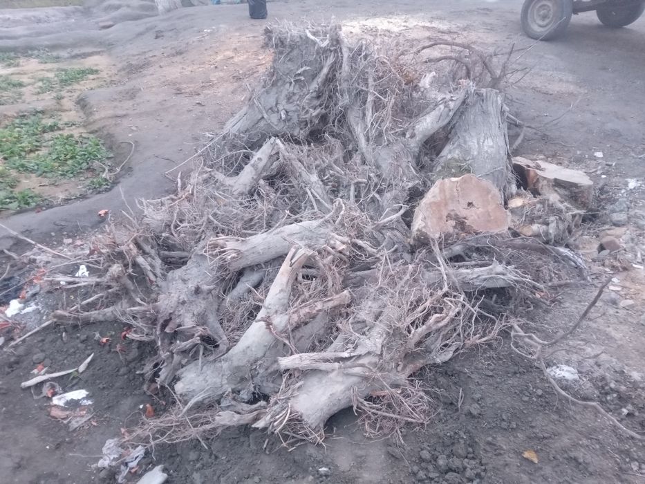 Томир ўтинлар сотилади 2 йиллик.