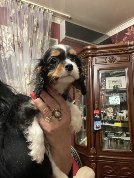 Кавалер кинг чарльз спаниель