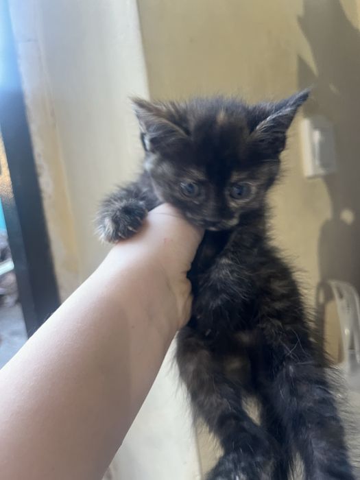 Котята бесплатно