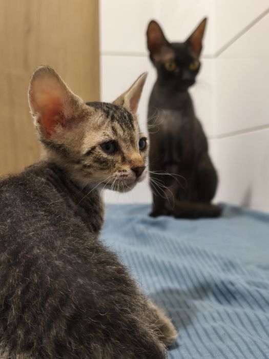 Продам Котят Сфинкса