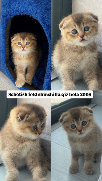 Mushuklar scotish fold shinshila , scotish strayt