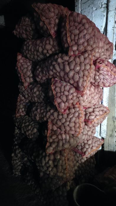 Cartofi de sămânță soi Alouette