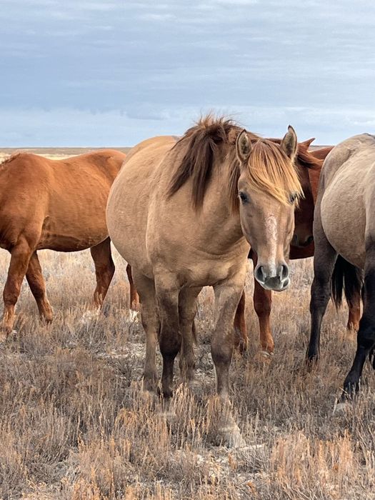 Айғыр сатылады. 2022 жылғы.