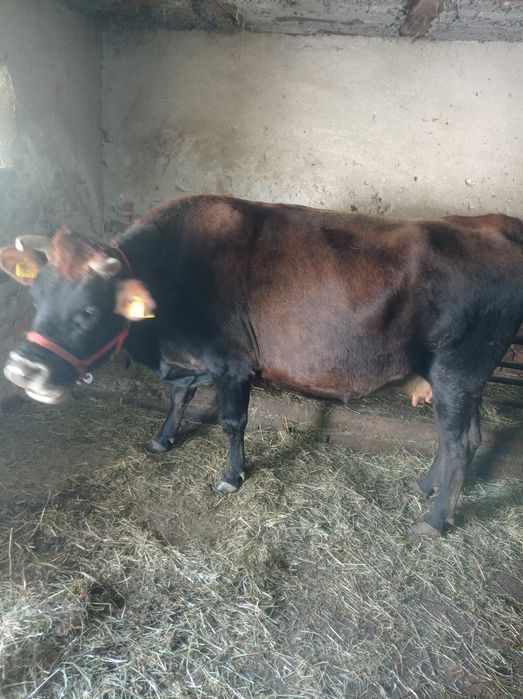 Vaci gestante de vanzare