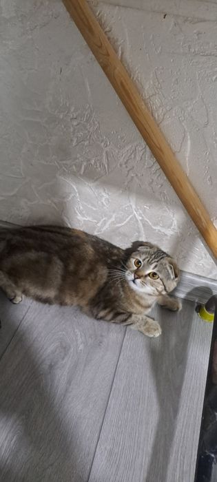 Продаётся кошка.