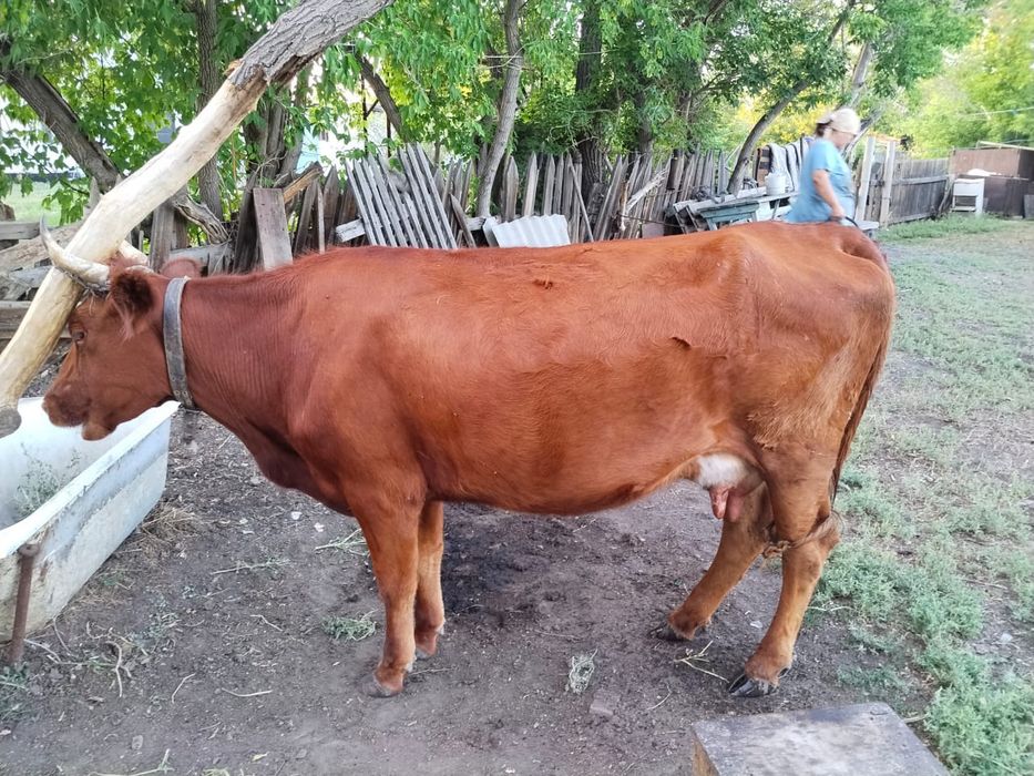 Продаётся корова