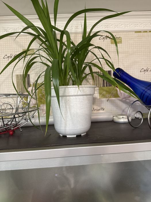 Комнатные цветы каждый 1500