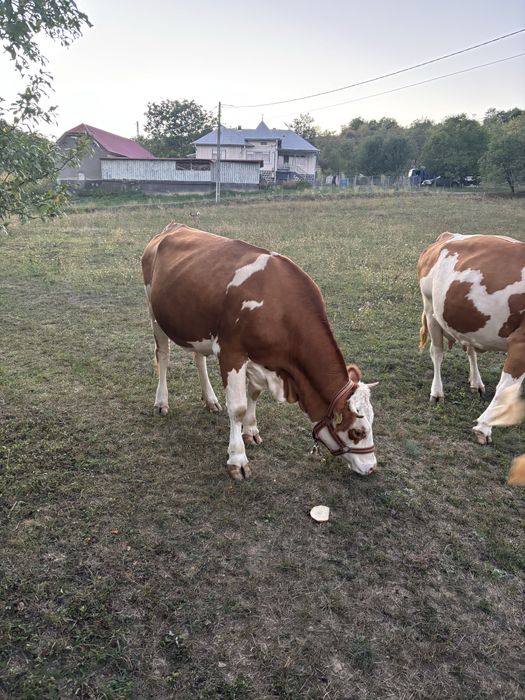 Vand juninca cu vitel