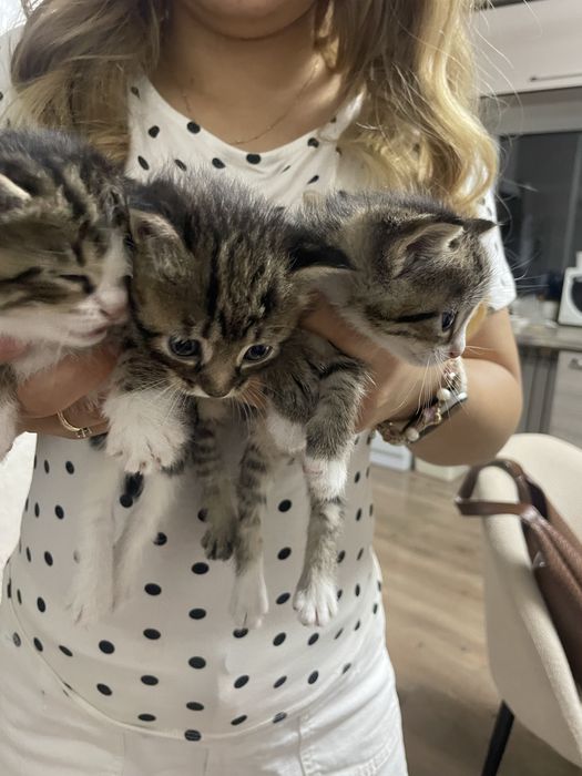 Котята месячные в добрые руки