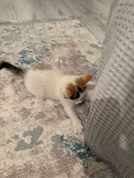 Отдам котят бесплатно