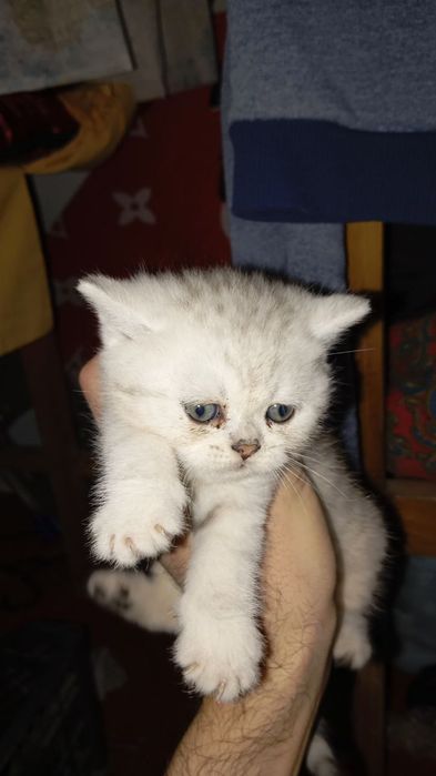 Scotish strayt shinshila quiz bola