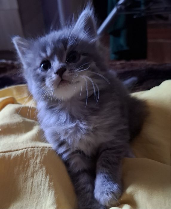 Котята домашние.