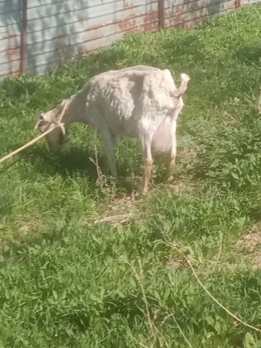 Ешкі сүті кою 2 лағымен