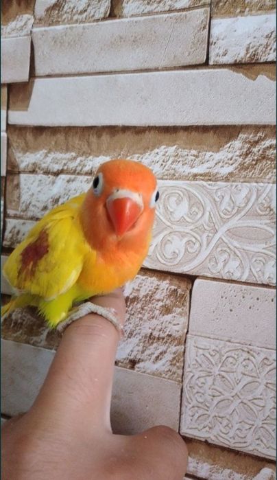 Ручной неразлучник попугай