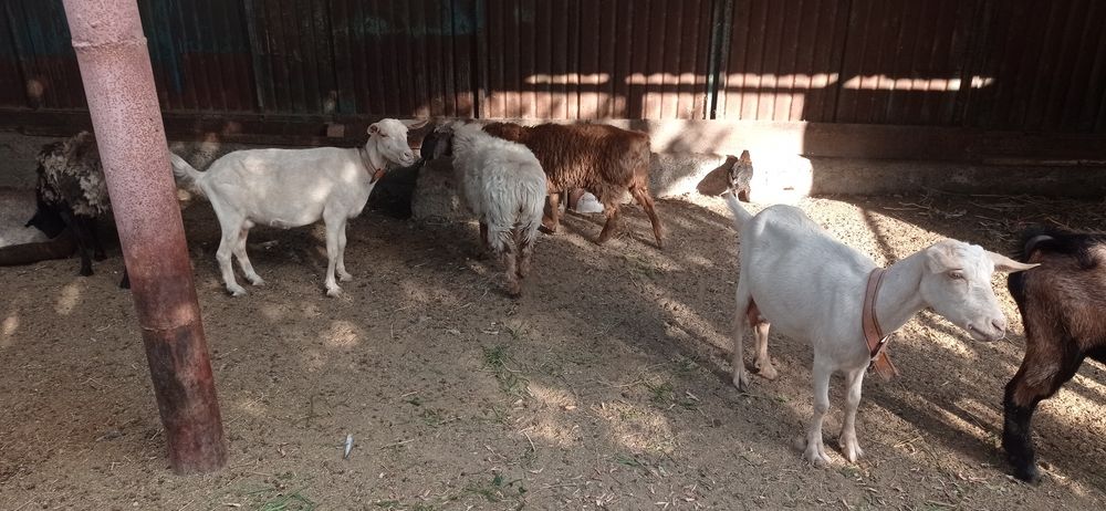 Занен пародалы ешкилер  сатылады