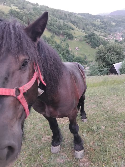Armăsar de 2 ani de vânzare
