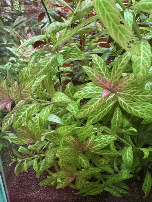 Гигрофила Розанервиг узорчатая