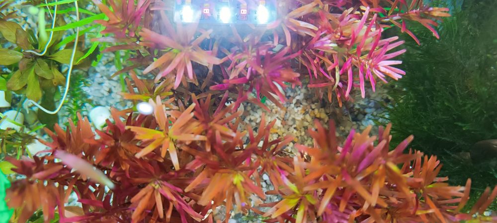 Rotala rotundifolia, plante acvariu