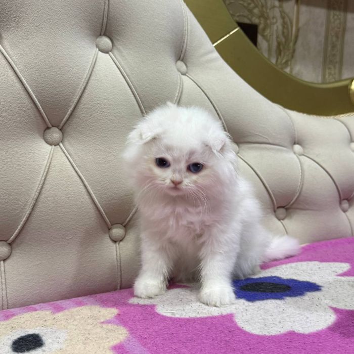 Продается белая скоттиш фолд с голубыми глазками