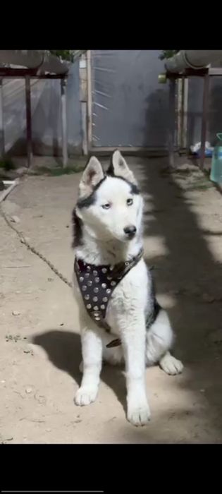 Сибирский хаски,  Девушка