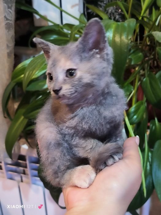 Отдам девочку котёнка,рожденую от сфинксов хорошие руки