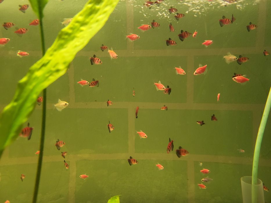 Рыбки карамельки