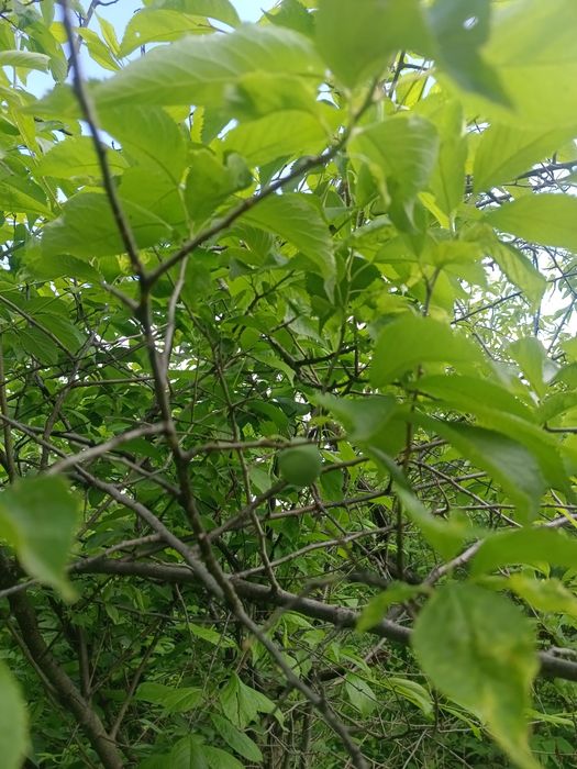 Продам дачу 7 соток