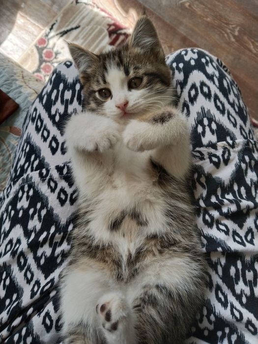 Милый котёнок ищет дом (бесплатно)