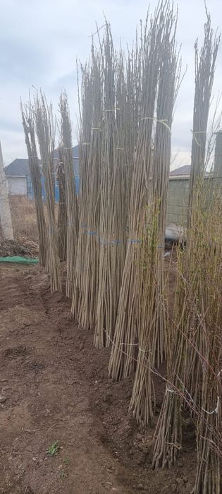 Тополь пирамидальный