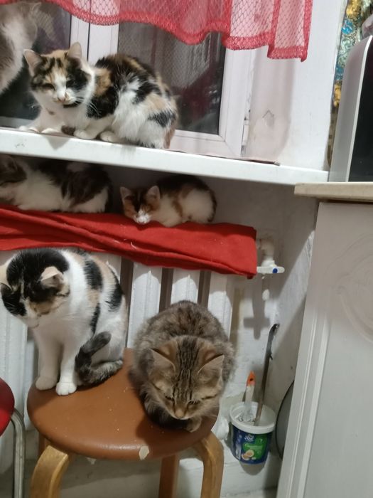 Отдам кошек в добрые руки