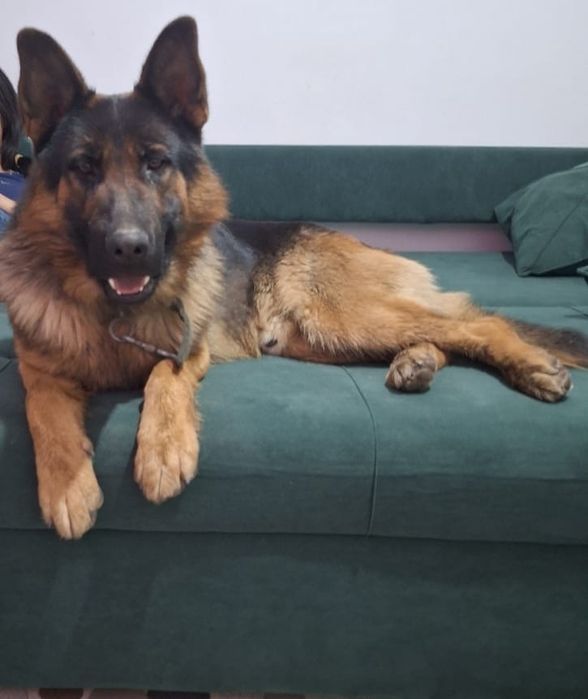 Пропала собака. В районе Иргели.