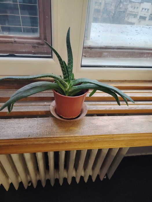 Planta verde Limba boului (Gasteria carinata)