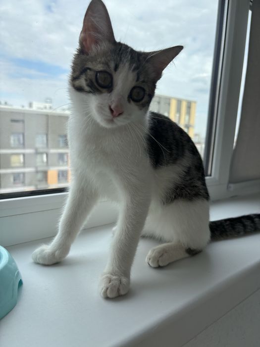 Котенок мальчик 4 мес ласковый ищет дом