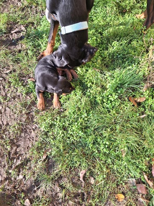 Catelusi Dobermann/ 7 sapt.