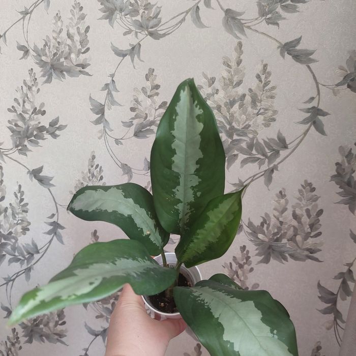 Цветы домашние продам срочно