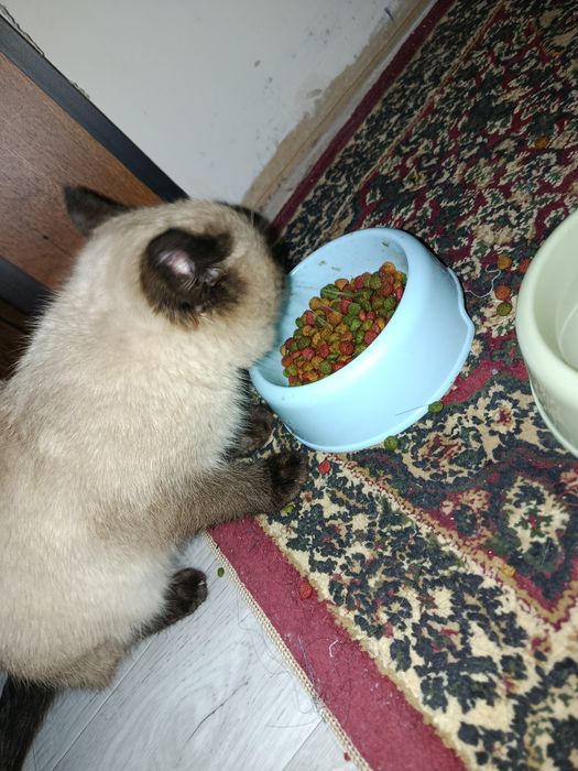 СИАМ зотли мушук сотилади...Ўғил бола..Соғлом Иштахаси зўр.