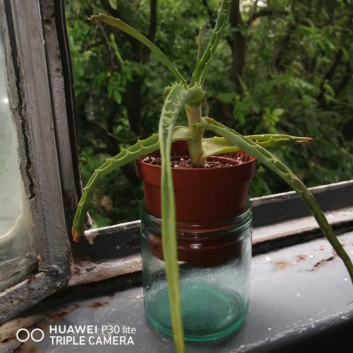 Aloe Vera Barbadensis Miller