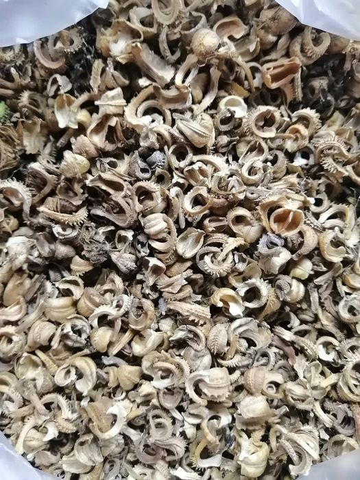 Продам семена календулы