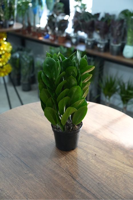 Замиокулкас пирамида