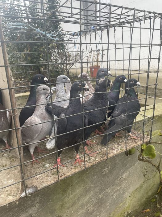 Vand porumbei germani